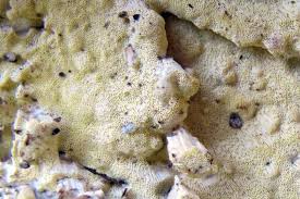 Attēlu rezultāti vaicājumam “Antrodia xantha”