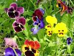 http://t0.gstatic.com/images?q=tbn:ANd9GcR647-Hq_KgCpFSaz4OsqrrtmFwBruOiFAo_Daro2peKCEz9Q0k4nf3inYi
