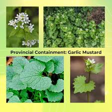 Image result for Alliaria petiolata