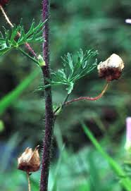 Attēlu rezultāti vaicājumam “Malva moschata bud”