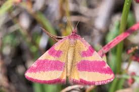 Attēlu rezultāti vaicājumam “Lythria cruentaria”