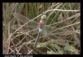 Attēlu rezultāti vaicājumam “Anax parthenope”