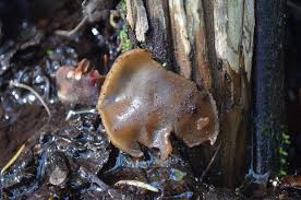 Attēlu rezultāti vaicājumam “Peziza varia”