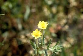 Attēlu rezultāti vaicājumam “Onagraceae”