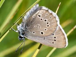 Attēlu rezultāti vaicājumam “Maculinea teleius underside”