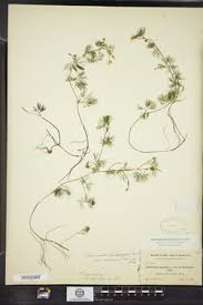 Attēlu rezultāti vaicājumam “Batrachium circinatum leaf”