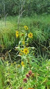 Attēlu rezultāti vaicājumam “Bidens cernua flower”
