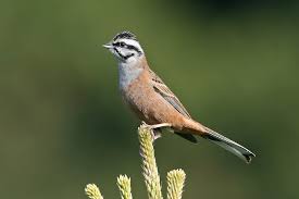 Image result for Emberiza cia