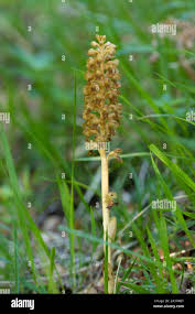 Attēlu rezultāti vaicājumam “Neottia nidus-avis flower”