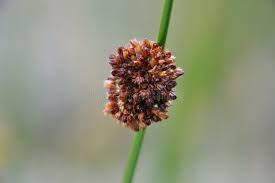 Attēlu rezultāti vaicājumam “Juncus conglomeratus”