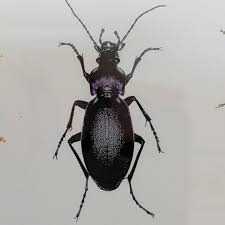 Attēlu rezultāti vaicājumam “Carabus violaceus”