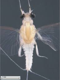 Attēlu rezultāti vaicājumam “Thecabius affinis imago”