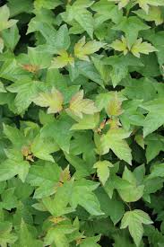 Attēlu rezultāti vaicājumam “Viburnum opulus leaf”