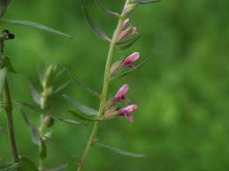 Attēlu rezultāti vaicājumam “Odontites vulgaris flower”