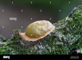 Attēlu rezultāti vaicājumam “Fuligo leviderma macro”