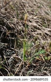 Attēlu rezultāti vaicājumam “Carex caryophyllea”