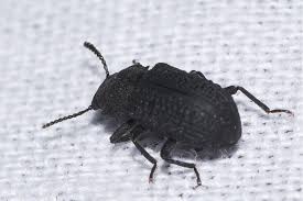 Attēlu rezultāti vaicājumam “Bolitophagus reticulatus imago”