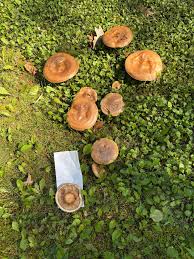 Attēlu rezultāti vaicājumam “Hapalopilus aurantiacus”