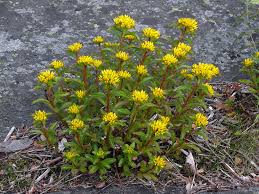 Attēlu rezultāti vaicājumam “Sedum aizoon”