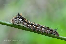 Attēlu rezultāti vaicājumam “Euthrix potatoria larva”