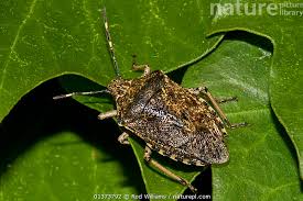 Attēlu rezultāti vaicājumam “Troilus luridus”