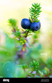 Attēlu rezultāti vaicājumam “Empetrum nigrum fruit”