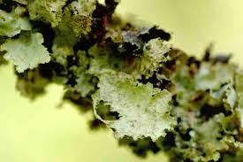 Attēlu rezultāti vaicājumam “Athelia arachnoidea”