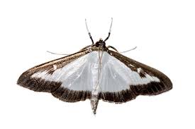 Attēlu rezultāti vaicājumam “Crambidae”