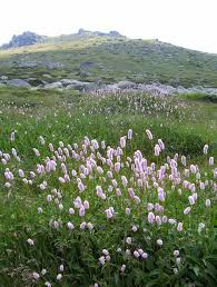 Attēlu rezultāti vaicājumam “Bistorta major”