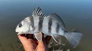 Image result for Pogonias cromis