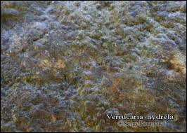 Attēlu rezultāti vaicājumam “Verrucaria hydrela”