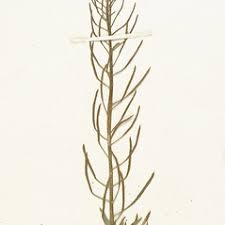 Attēlu rezultāti vaicājumam “Erysimum hieracifolium”