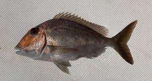 Image result for Calamus bajonado