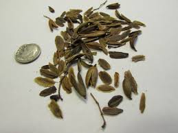 Attēlu rezultāti vaicājumam “Syringa reticulata subsp. amurensis”