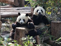 Résultat de recherche d'images pour "pandas"