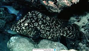 Image result for Dermatolepis inermis