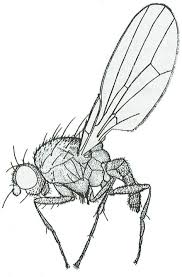 Attēlu rezultāti vaicājumam “Paracorymbia maculicornis imago”