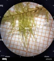 Attēlu rezultāti vaicājumam “Neckera complanata”