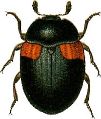 Attēlu rezultāti vaicājumam “Anisotoma humeralis”