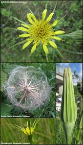 Attēlu rezultāti vaicājumam “Didymium xanthopus stalked”