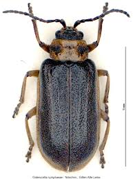 Attēlu rezultāti vaicājumam “Galerucella nymphaeae”