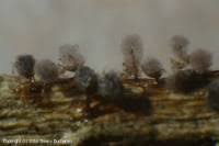 Attēlu rezultāti vaicājumam “Lamproderma pseudomaculatum”