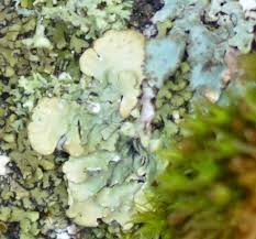 Attēlu rezultāti vaicājumam “Cetrelia olivetorum”