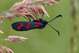 Attēlu rezultāti vaicājumam “Zygaena filipendulae exuvia”