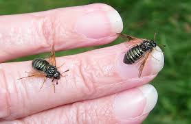 Attēlu rezultāti vaicājumam “Cimbicidae”