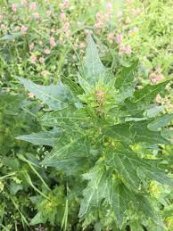 Attēlu rezultāti vaicājumam “Chenopodium rubrum”