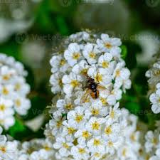 Attēlu rezultāti vaicājumam “Gymnosoma sp.”