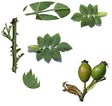 Attēlu rezultāti vaicājumam “Rosa subcanina leaf”