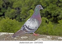 Attēlu rezultāti vaicājumam “Columba livia f. domestica”