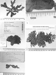 Attēlu rezultāti vaicājumam “Conocephalum salebrosum sporophyte”